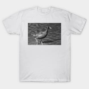 black and white Common gallinule T-Shirt